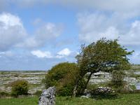 Steinmauer mit schiefen Sträuchern - Co. Clare